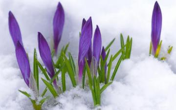 Purple Snow Flower HD Flowers Wallpaper For Mobile And Desktop