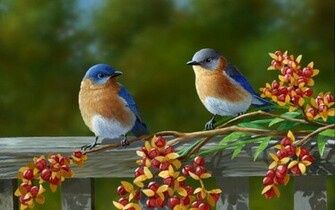Beautiful Birds Wallpaper Car Pictures