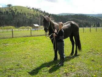 Friesian Black Horse Wallpaper