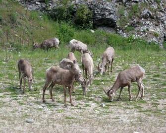 Bighorn Sheep High Resolution Normal