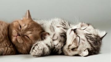 Cute Kittens Cat Wallpaper 4k