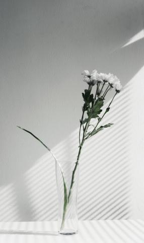 Flowers Aesthetic Pictures Image