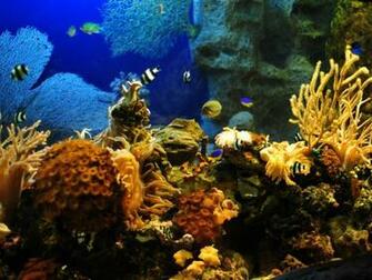 HD Wallpaper Sochi Desktop Russia Oceanarium