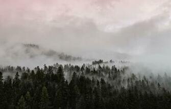 Wallpaper Forest Trees Nature Sunset Clouds Fog Foggy