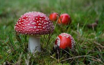 Mushroom Computer Wallpaper Desktop Background Id