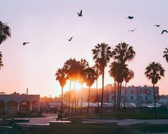 Wallpaper Palm Trees Dawn Birds Venice Beach