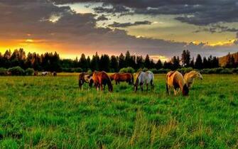 Banco De Im Genes Caballos En El Campo Horses Field