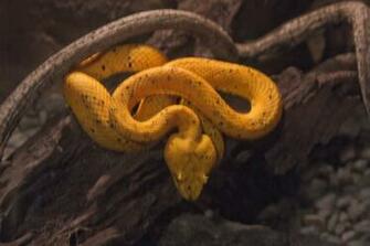 Golden Eyelash Palm Pitviper The
