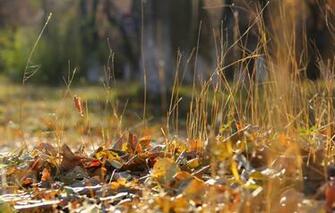 Wallpaper Autumn Leaves Background Weed Deadwood Image For