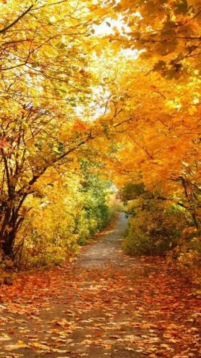 Naturewallpaper Autumn Charm iPhone5 Mobile Phone Wallpaper