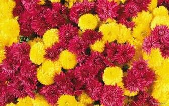 Wallpaper Flower Beautiful Background