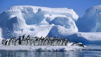 Adelie Penguins Antarctic Coast HD Wallpaper Stream