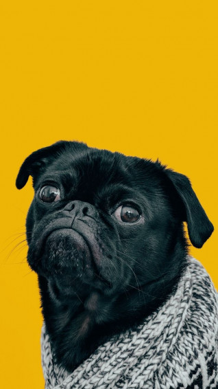 Super Pretty iPhone Plus Wallpaper Preppy