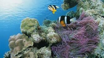 Purple Anemone Fish And Sea Anemones Wallpaper