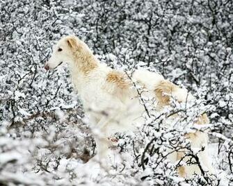 Borzoi Dog Wallpaper Animals Library