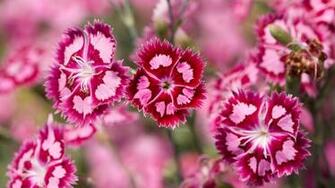 Pictures Of Beautiful Flowers Wallpaper Group
