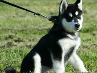 White Alaskan Malamute Wallpaper