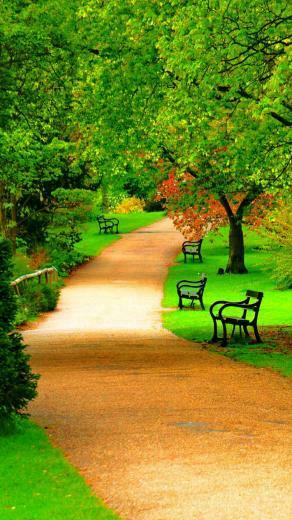 Green Forest Park iPhone Wallpaper HD