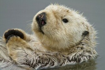 Sea Otter