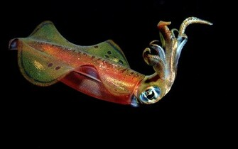 Squid Wallpaper Rainbow Myspace Background
