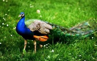 Beautiful Animal Wallpaper HD Pictures One