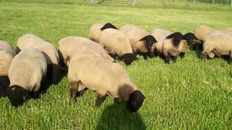 Suffolk Sheep HD Wallpaper