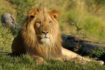Lion Funny Wallpaper For iPhone 3gs Image Image