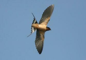 Barn Sparrow In Flight Wallpaper