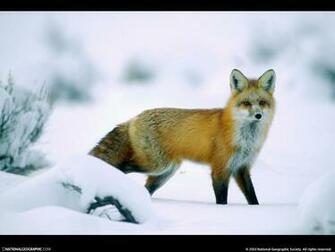 Winter Wildlife The Animal Kingdom Wallpaper