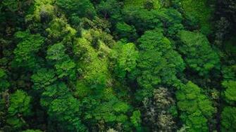 Wallpaper Trees Top Green Forest Full