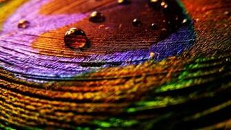 Wallpaper Of Peacock Feathers HD