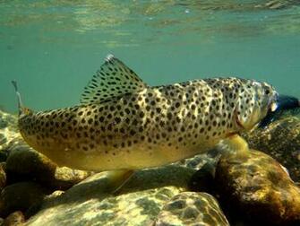 Brown Trout Wallpaper The Rivers Go