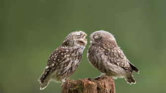 Owl Cute Bird Wallpaper 4k HD Pc 2690f