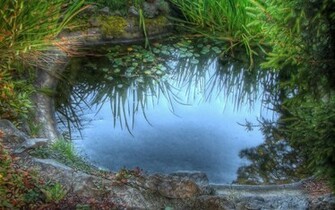Superb Pond Wallpaper