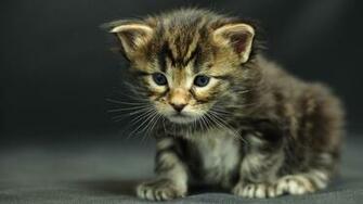 Lol Cat Wallpaper