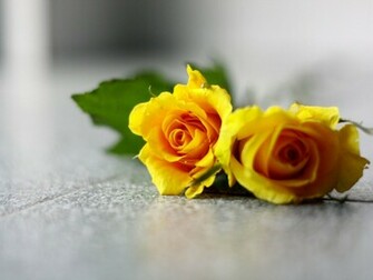 Yellow Roses Background Wallpaper High Definition Quality