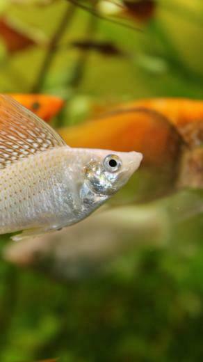 Wallpaper Mollienesia 5k 4k 8k Fish Aquarium Water
