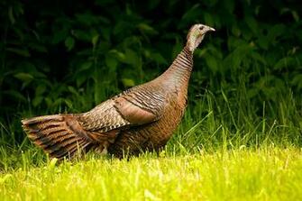 Gobble Wild Turkey Wallpaper Wall Mural Self Adhesive