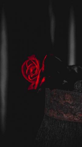 Black Rose Wallpaper Enjpg