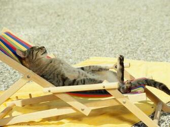 Funny Summer Animals Newbest Photos Wallpaper All