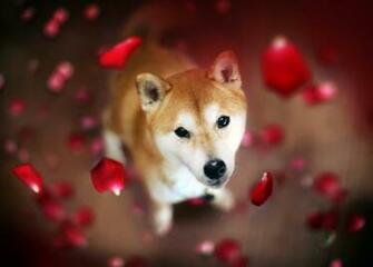 Shiba Inu Computer Wallpaper Desktop Background
