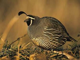 Quail Wallpaper