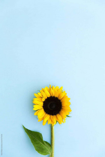 The Beauty Of Dark Sunflower Wallpaper