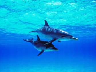 Related Wallpaper Animals Dolphins Dolphin