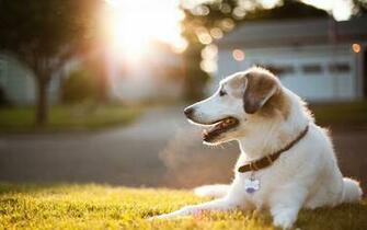 Cute Dog Wallpaper