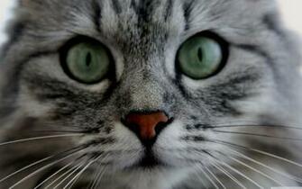 Primer Plano De Gato Wallpaper
