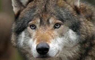 Timber Wolf Wallpaper HD Desktopinhq Net