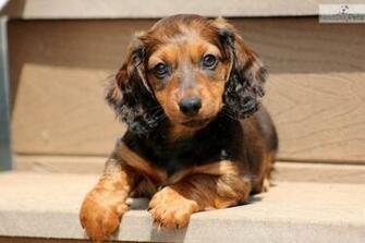 Mini Dachshund Background Wallpaper Dogbreedswallpaper
