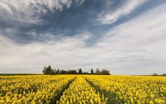 Summer Nature Wallpaper Desktop