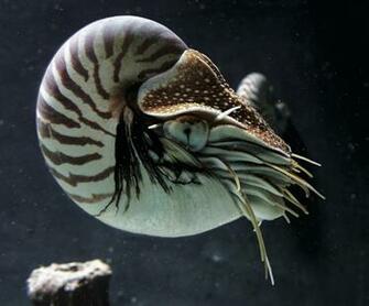 Nautile Grand Aquarium De Saint Malo France